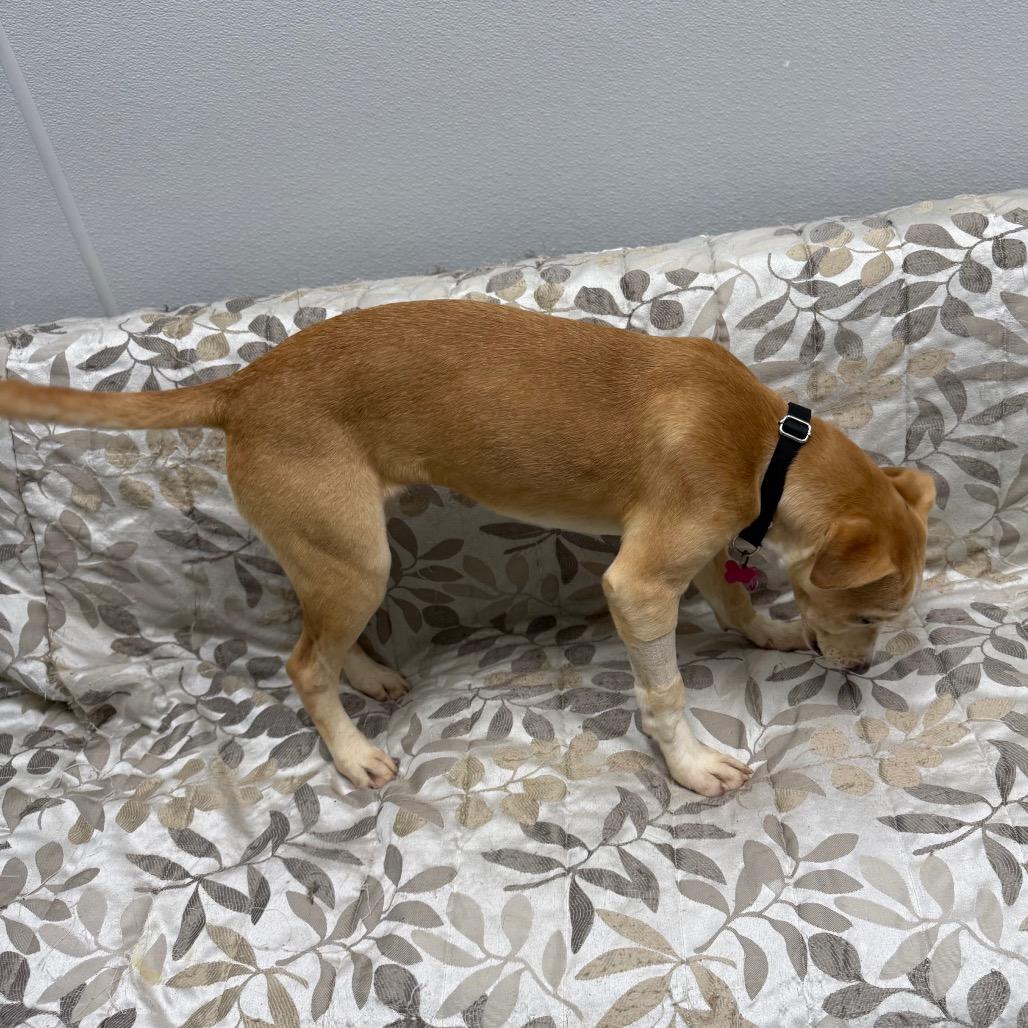 Enlarge Cricket, a ADOPTABLE mixed breed in Monticello, IA image 2/6