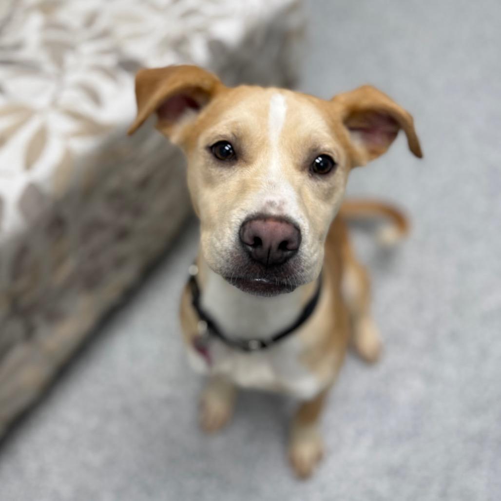 Enlarge Cricket, a ADOPTABLE mixed breed in Monticello, IA image 4/6