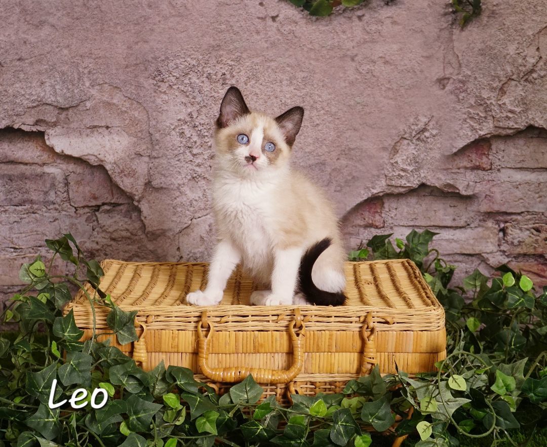 Leo, a Adopted mixed breed in Waterloo, IA image 1/3