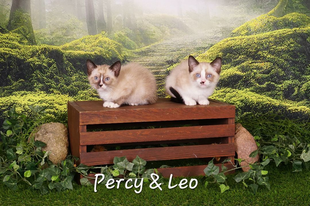 Leo, a Adopted mixed breed in Waterloo, IA image 2/3