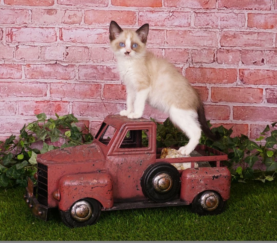 Leo, a Adopted mixed breed in Waterloo, IA image 3/3