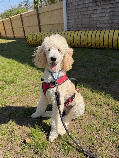 JAKE, Adoptable, Young Male Poodle.