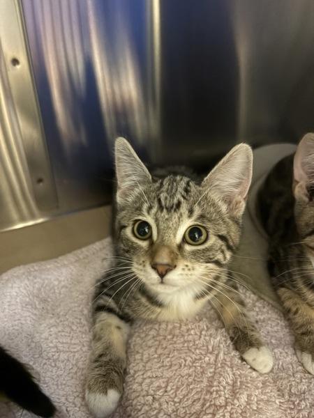 Rosalia, Adoptable, Kitten Female Domestic Short Hair.