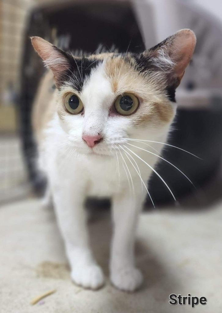 Stripe, Adoptable, Senior Female Calico.
