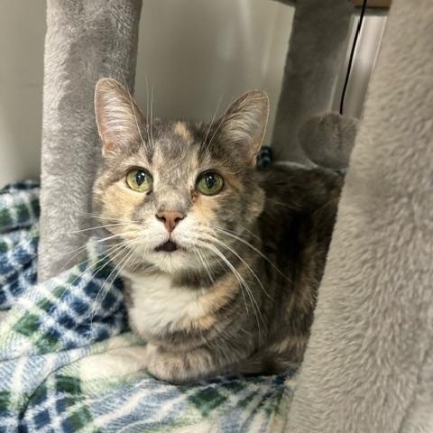 French Toast, ADOPTABLE, Adult Female Domestic Short Hair.