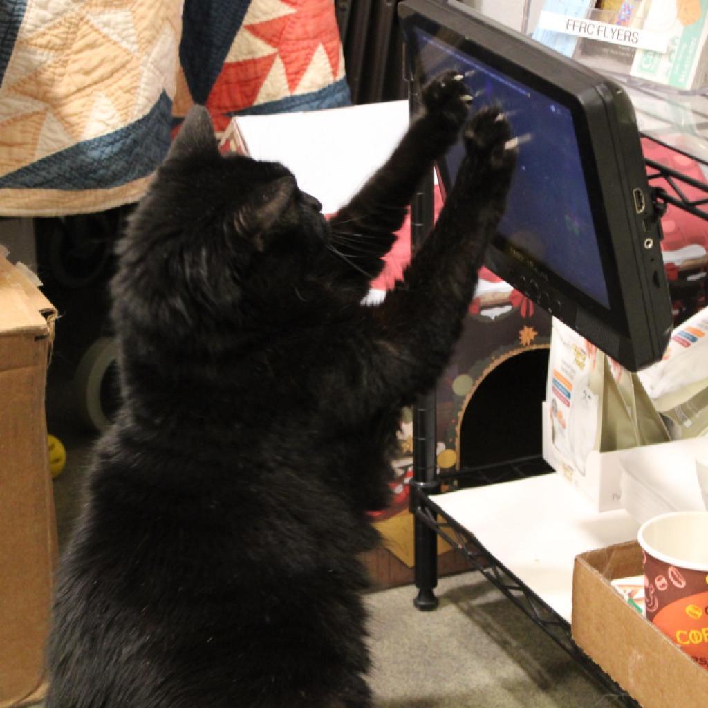 Smokey, a Adoptable Domestic Short Hair in Defiance, OH image 1/6