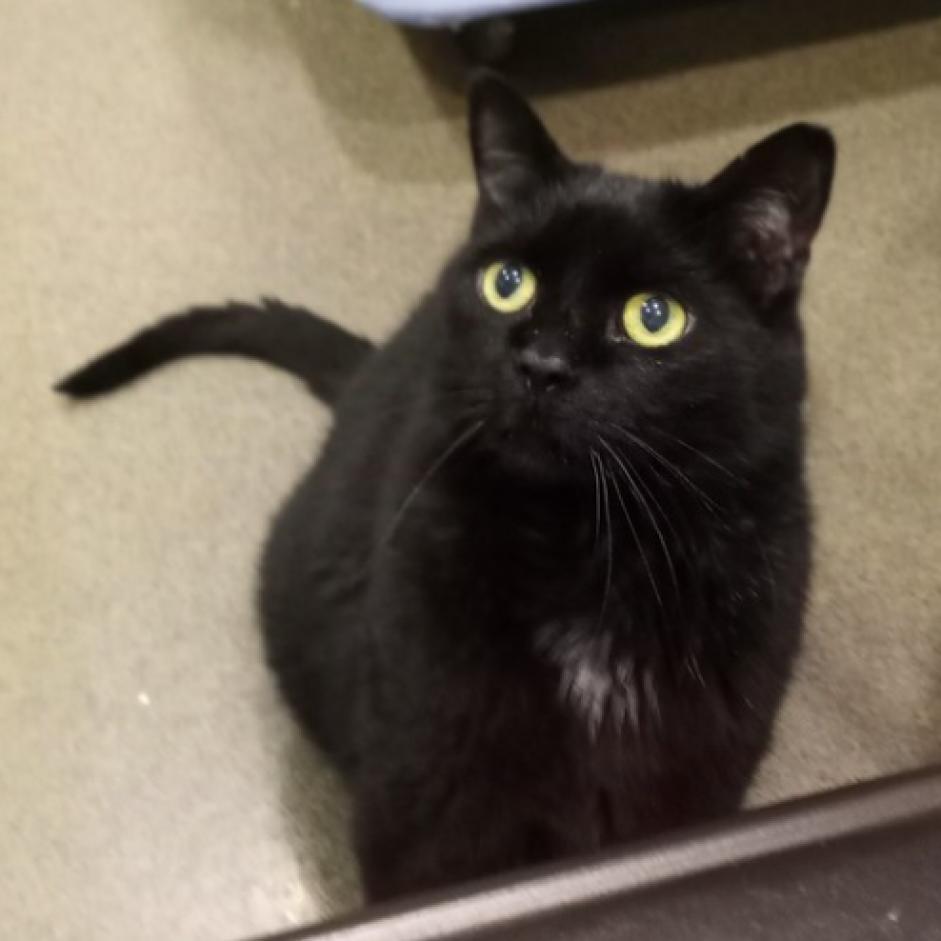 Smokey, a Adoptable Domestic Short Hair in Defiance, OH image 3/6