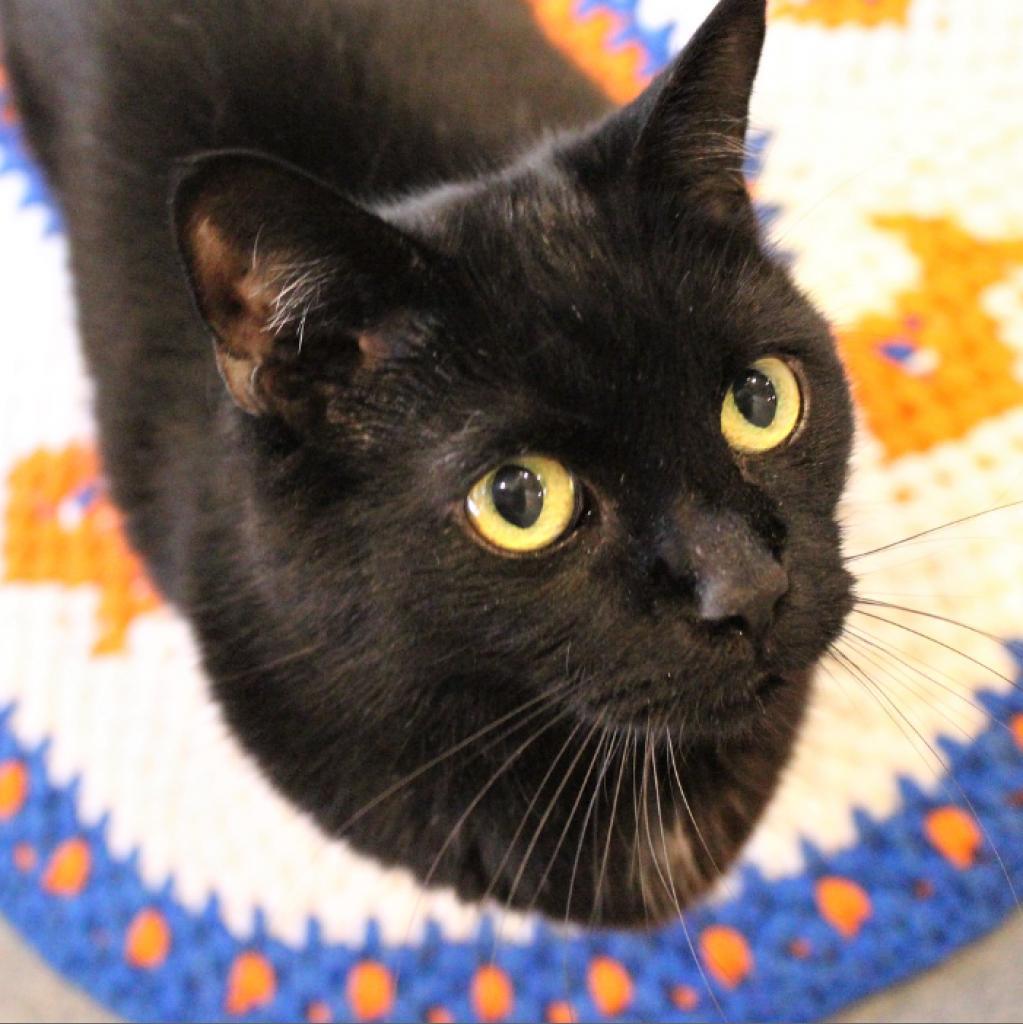 Smokey, a Adoptable Domestic Short Hair in Defiance, OH image 4/6