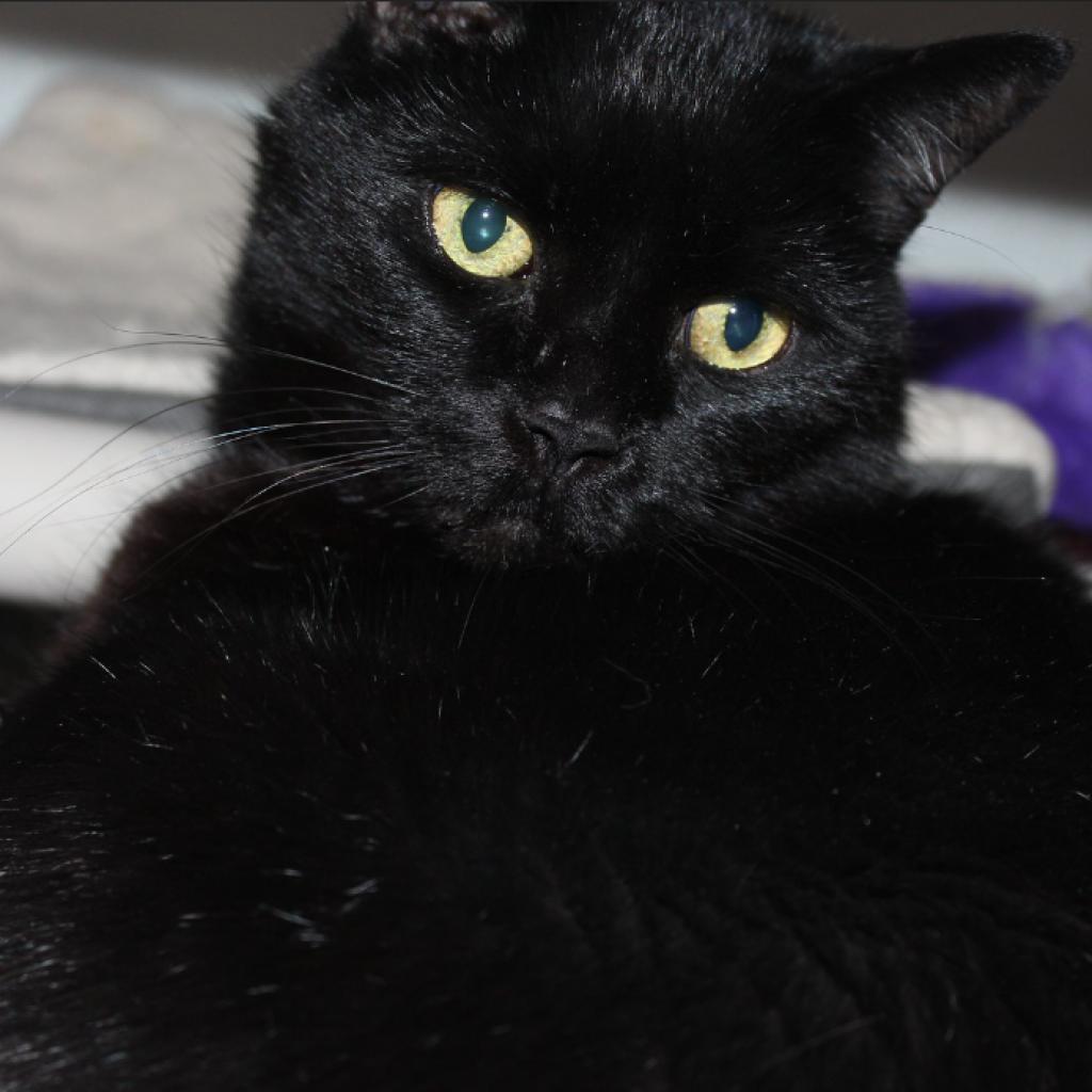 Smokey, a Adoptable Domestic Short Hair in Defiance, OH image 6/6