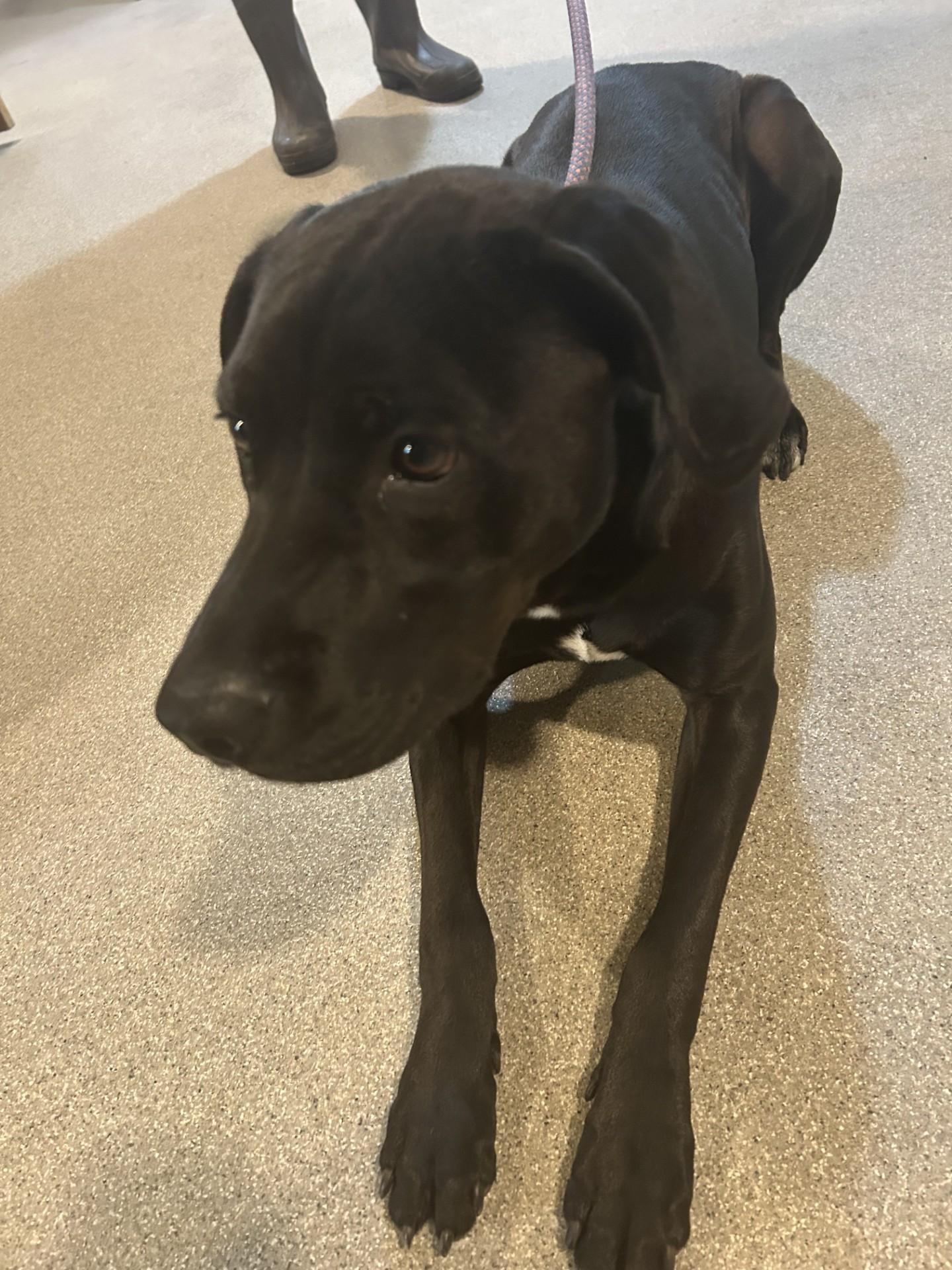 Winchester, an adoptable Black Labrador Retriever in Baldwin, MI, 49304 | Photo Image 2