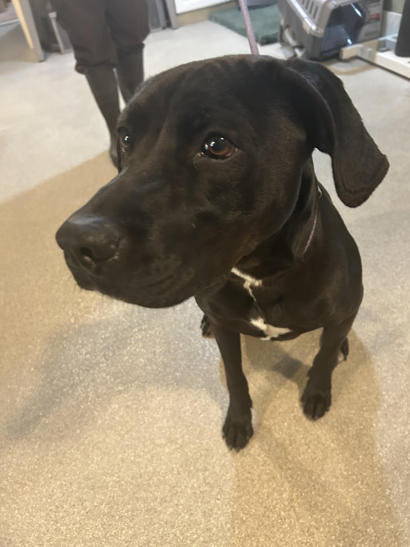 Winchester, an adoptable Black Labrador Retriever in Baldwin, MI, 49304 | Photo Image 1