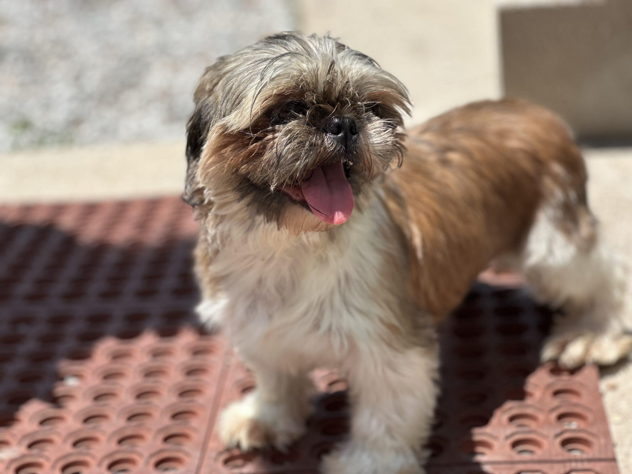 JWill, Adoptable, Young Female Shih Tzu.