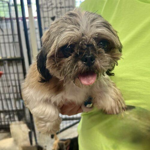 JWill, Adoptable, Young Female Shih Tzu.