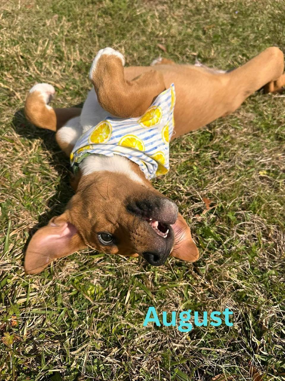 Enlarge AUGUST, a ADOPTABLE mixed breed in Madisonville, LA image 2/6