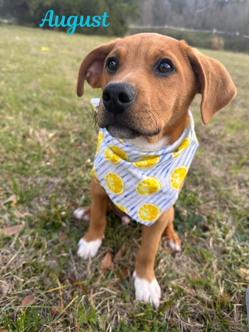 Enlarge AUGUST, a ADOPTABLE mixed breed in Madisonville, LA image 1/6