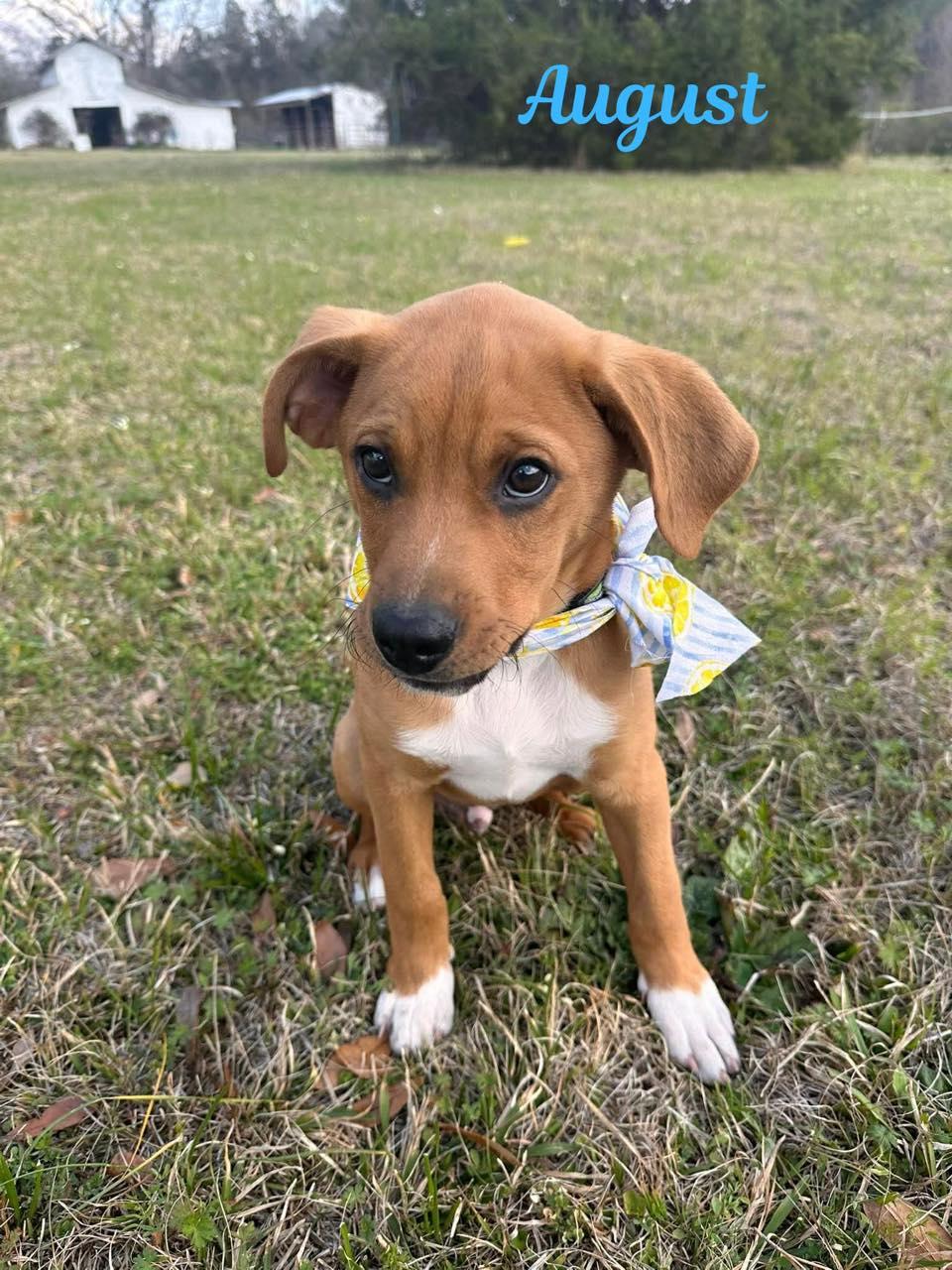 Enlarge AUGUST, a ADOPTABLE mixed breed in Madisonville, LA image 6/6