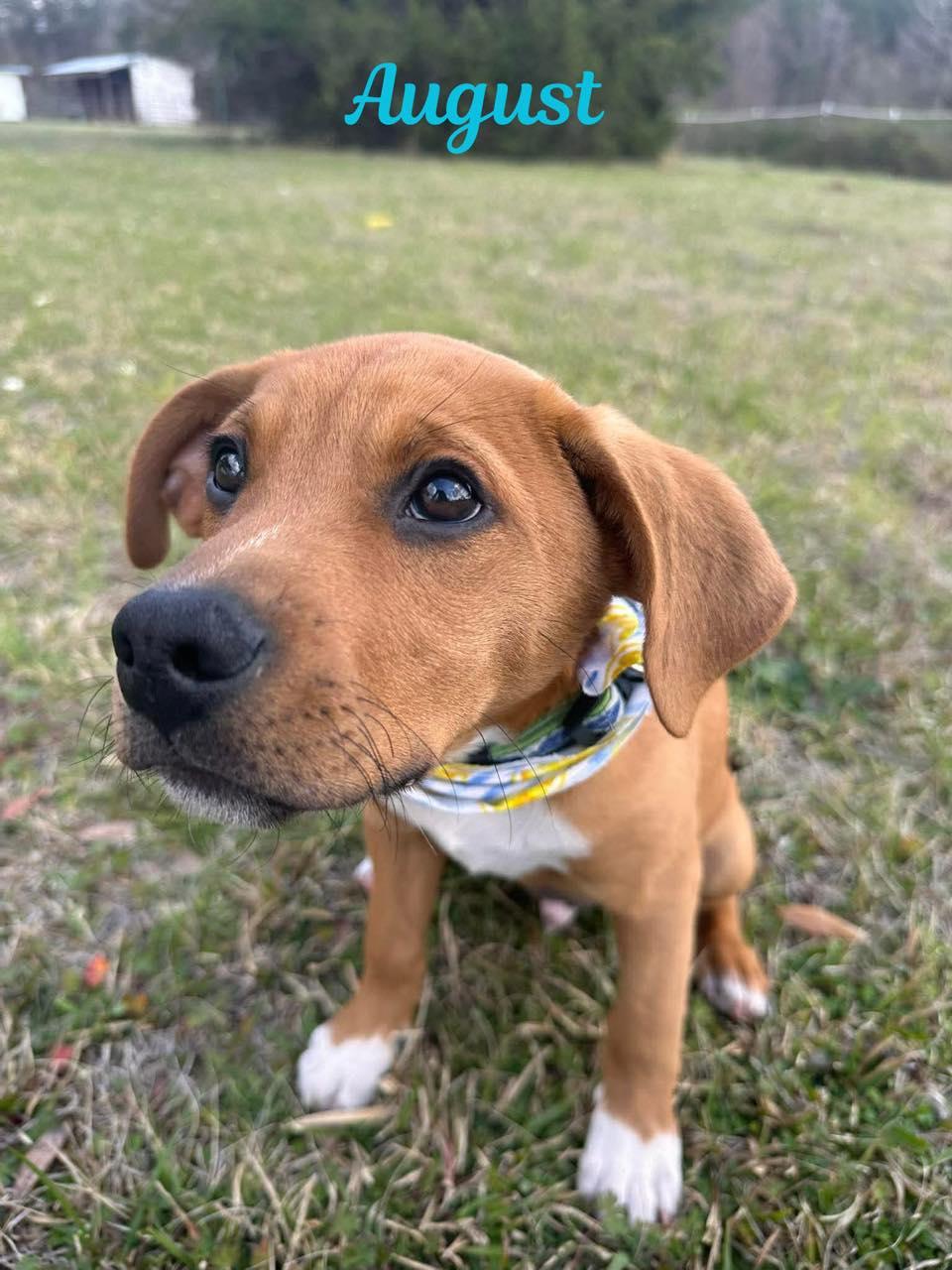 Enlarge AUGUST, a ADOPTABLE mixed breed in Madisonville, LA image 5/6