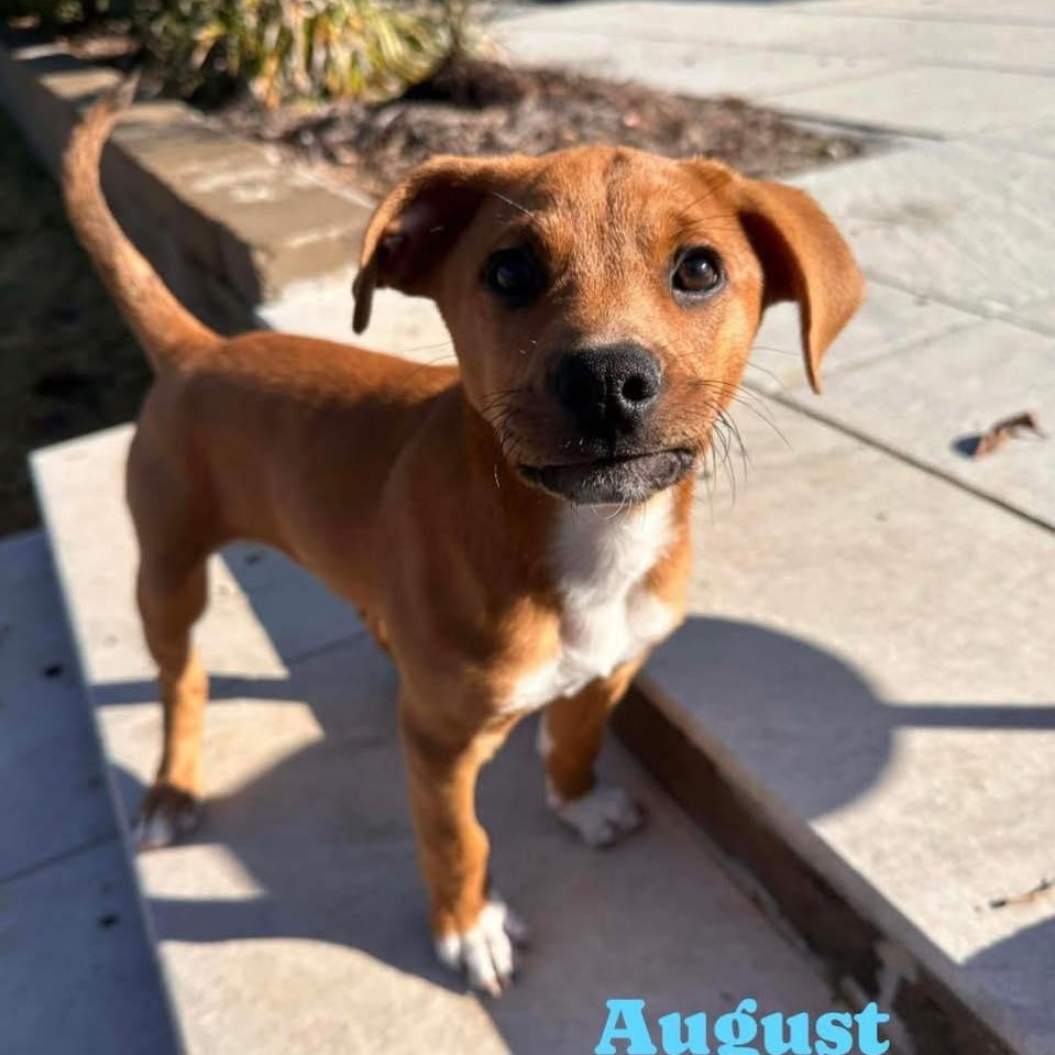 Enlarge AUGUST, a ADOPTABLE mixed breed in Madisonville, LA image 3/6