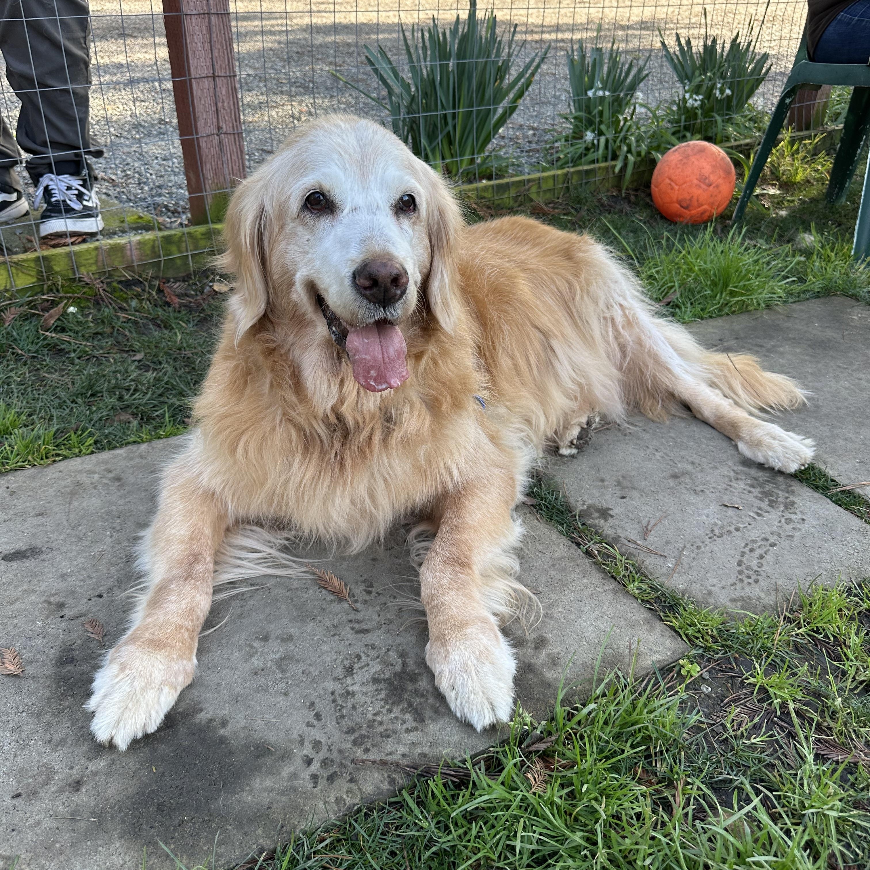 Enlarge Goldie, an adopted Golden Retriever in Petaluma, CA image 2/3