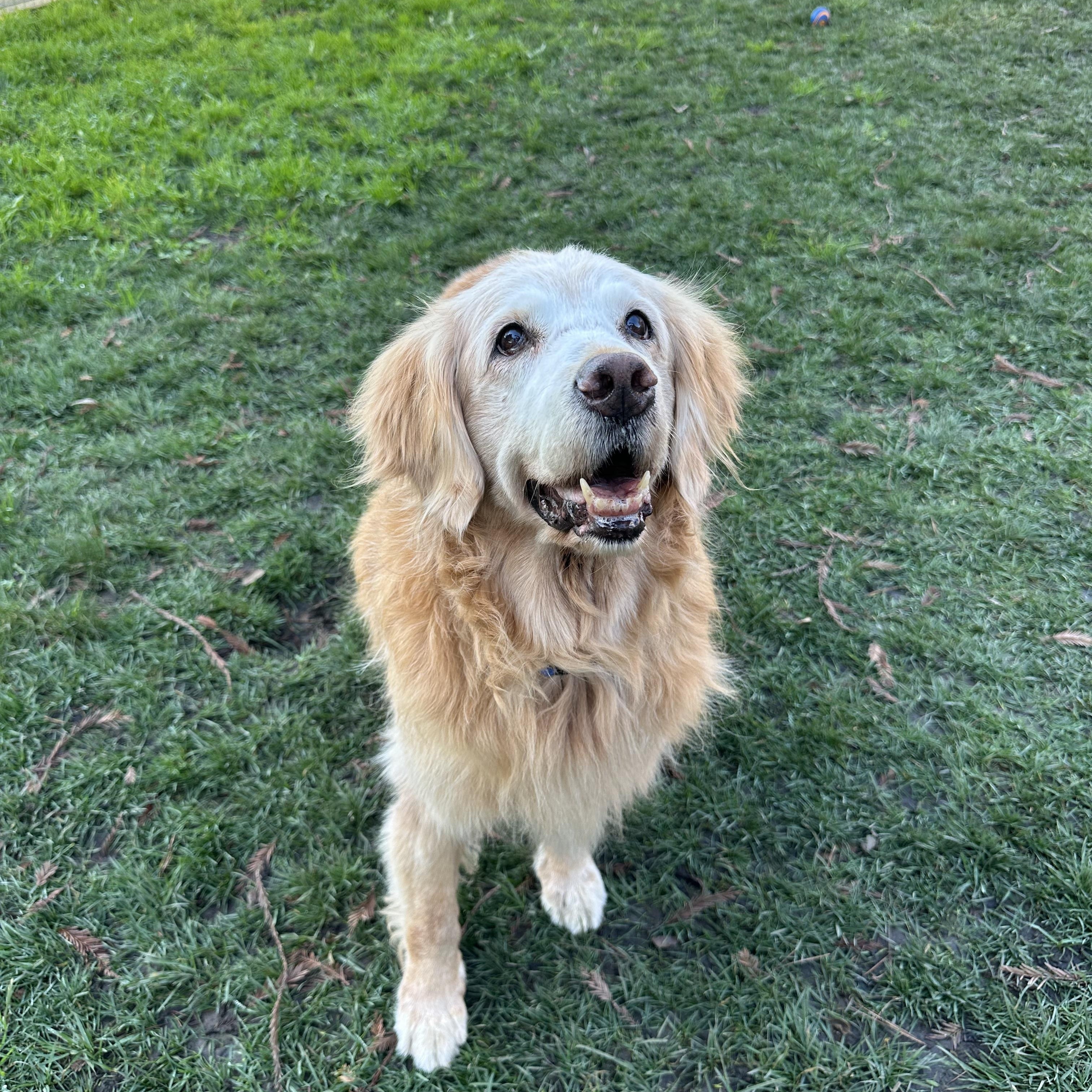 Enlarge Goldie, an adopted Golden Retriever in Petaluma, CA image 1/3