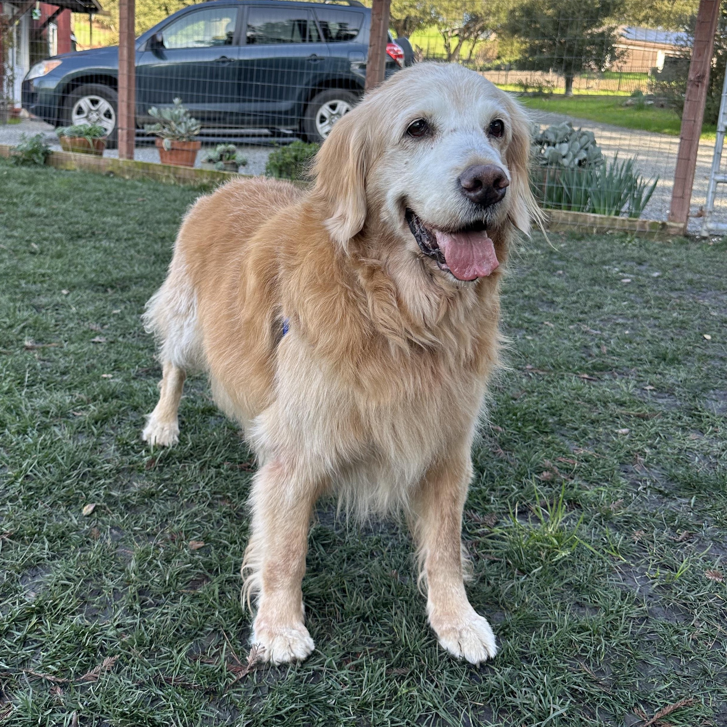 Enlarge Goldie, an adopted Golden Retriever in Petaluma, CA image 3/3