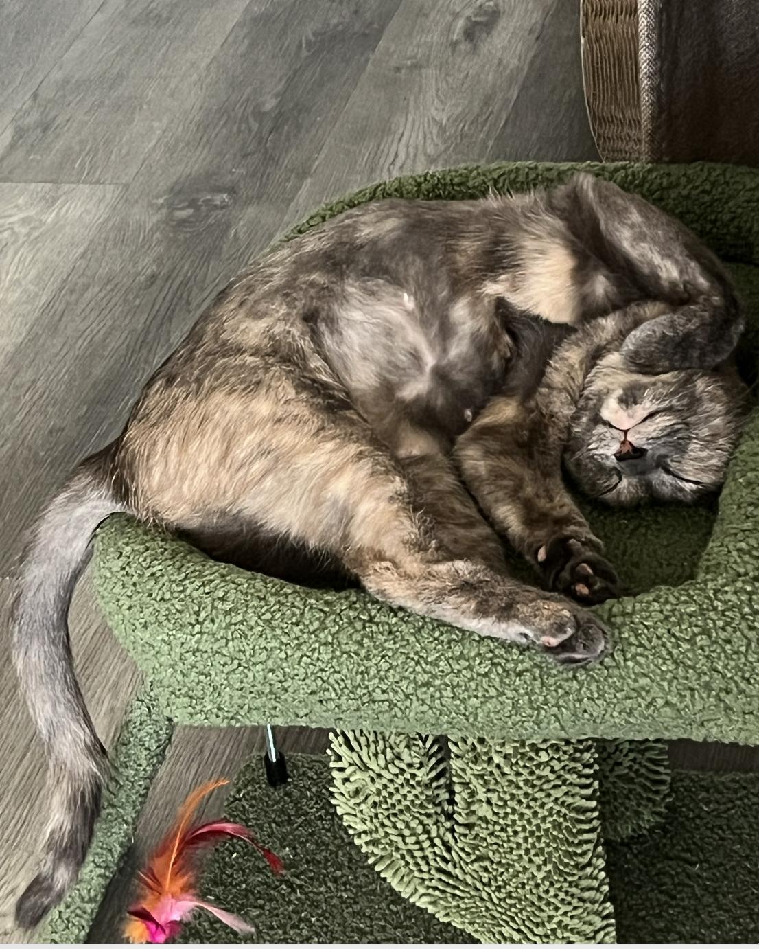 Bella, a Adoptable Dilute Tortoiseshell in Beverly Hills, CA image 3/6