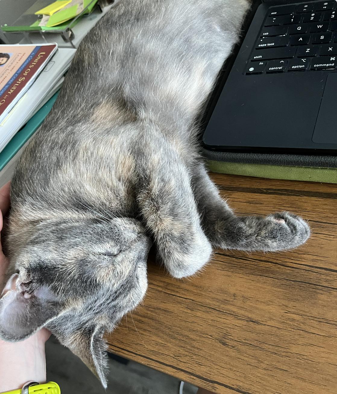 Bella, a Adoptable Dilute Tortoiseshell in Beverly Hills, CA image 2/6