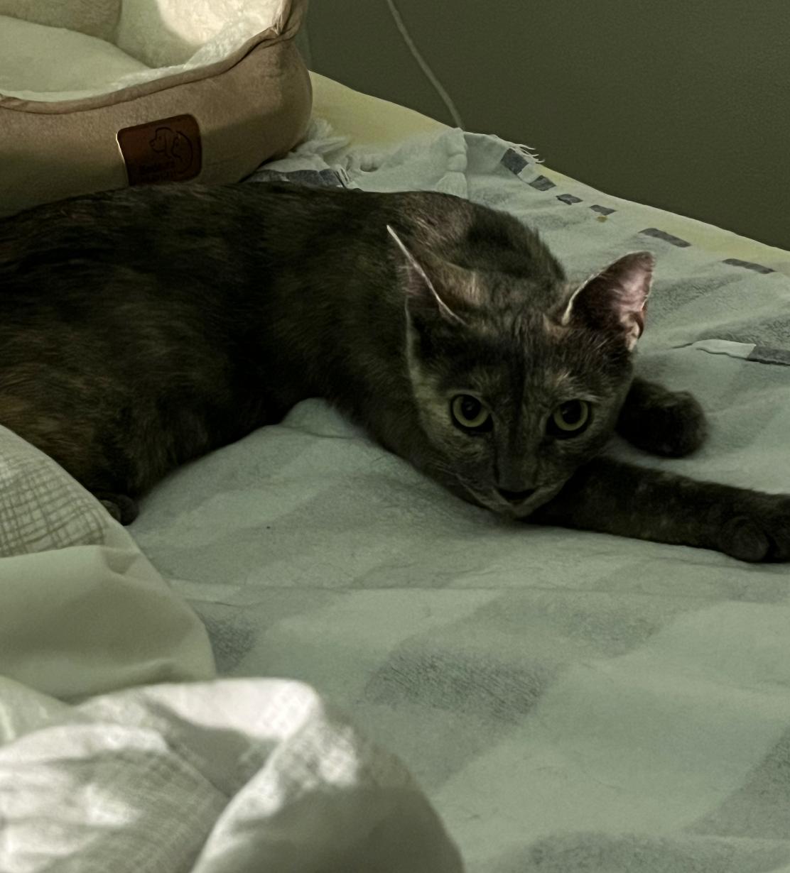 Bella, a Adoptable Dilute Tortoiseshell in Beverly Hills, CA image 6/6