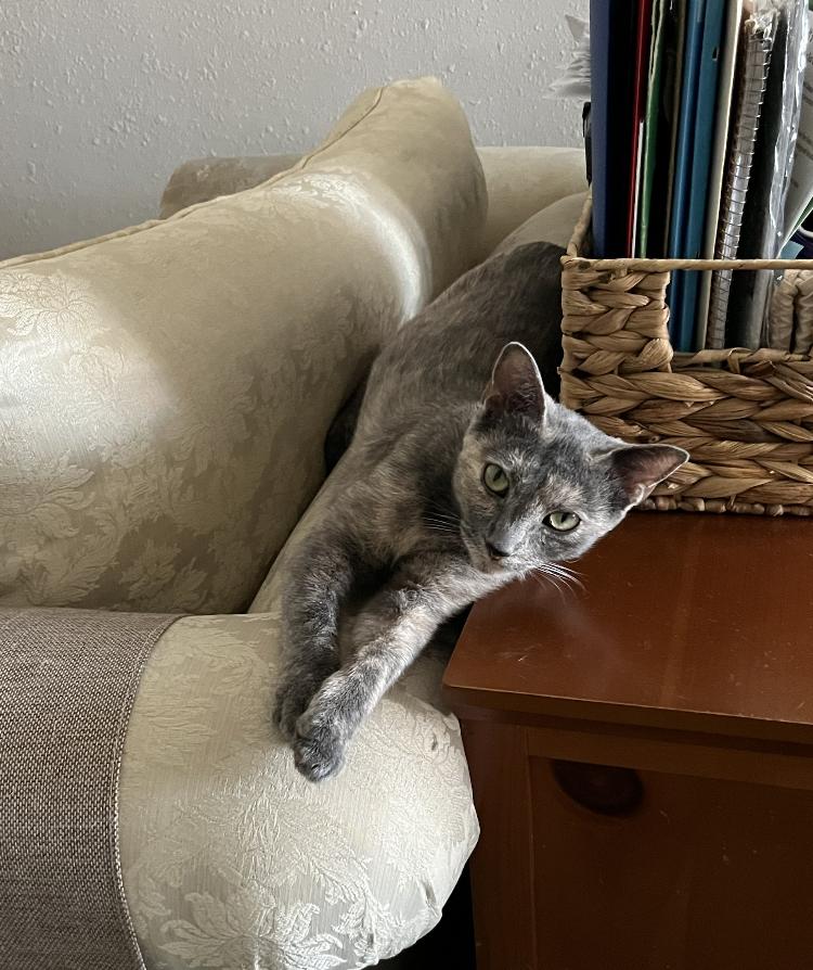 Bella, a Adoptable Dilute Tortoiseshell in Beverly Hills, CA image 5/6