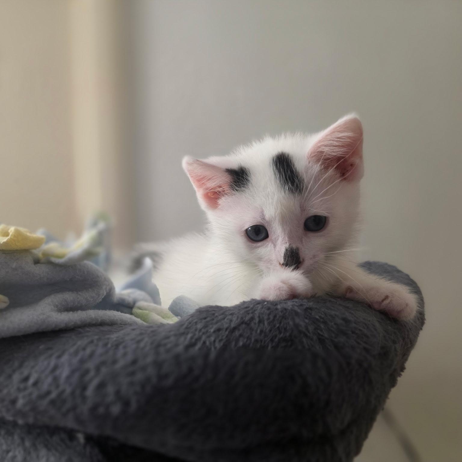 Mikki, ADOPTABLE, Kitten Female Domestic Short Hair.