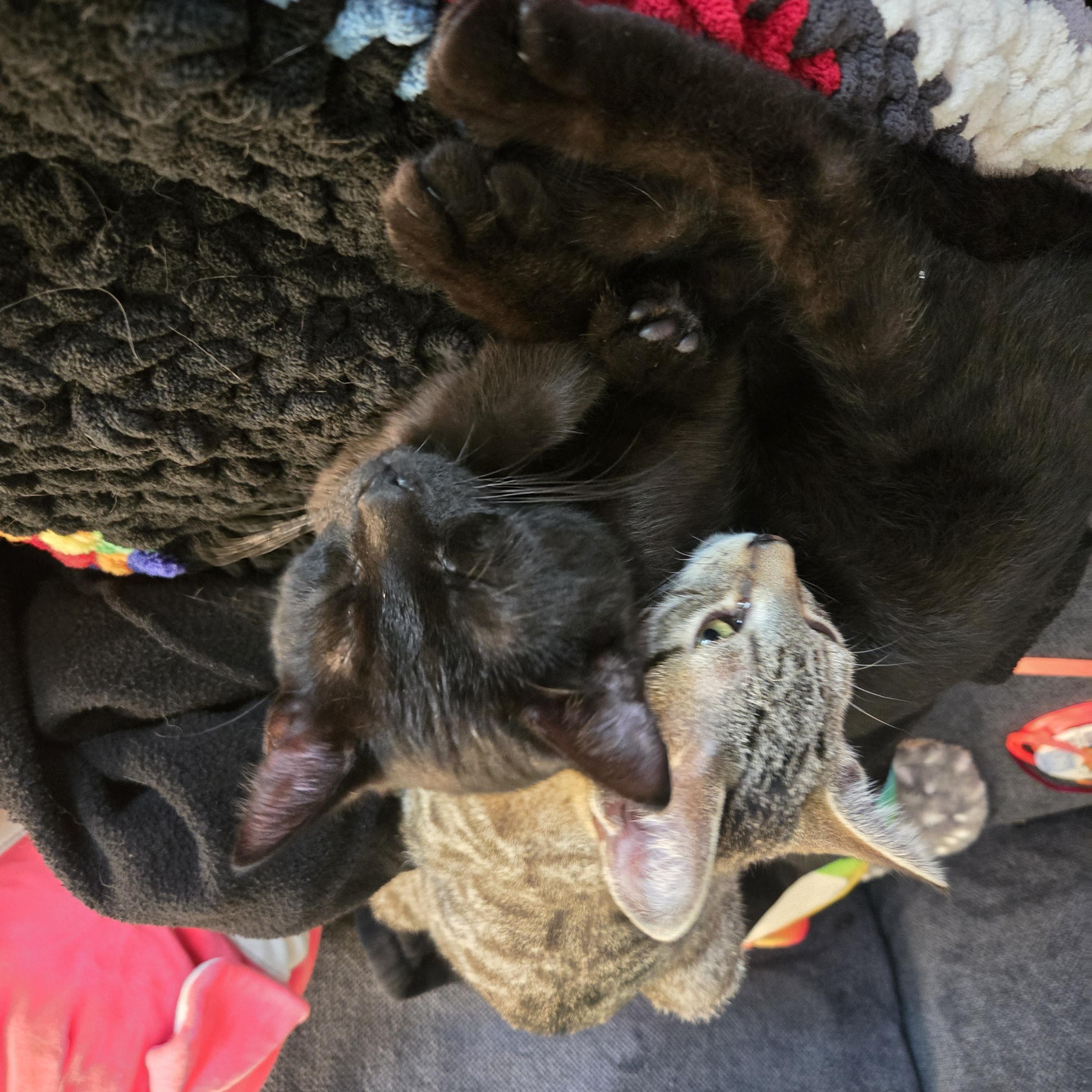 Cookie Cat, a Adoptable Domestic Short Hair in Eugene, OR image 3/3