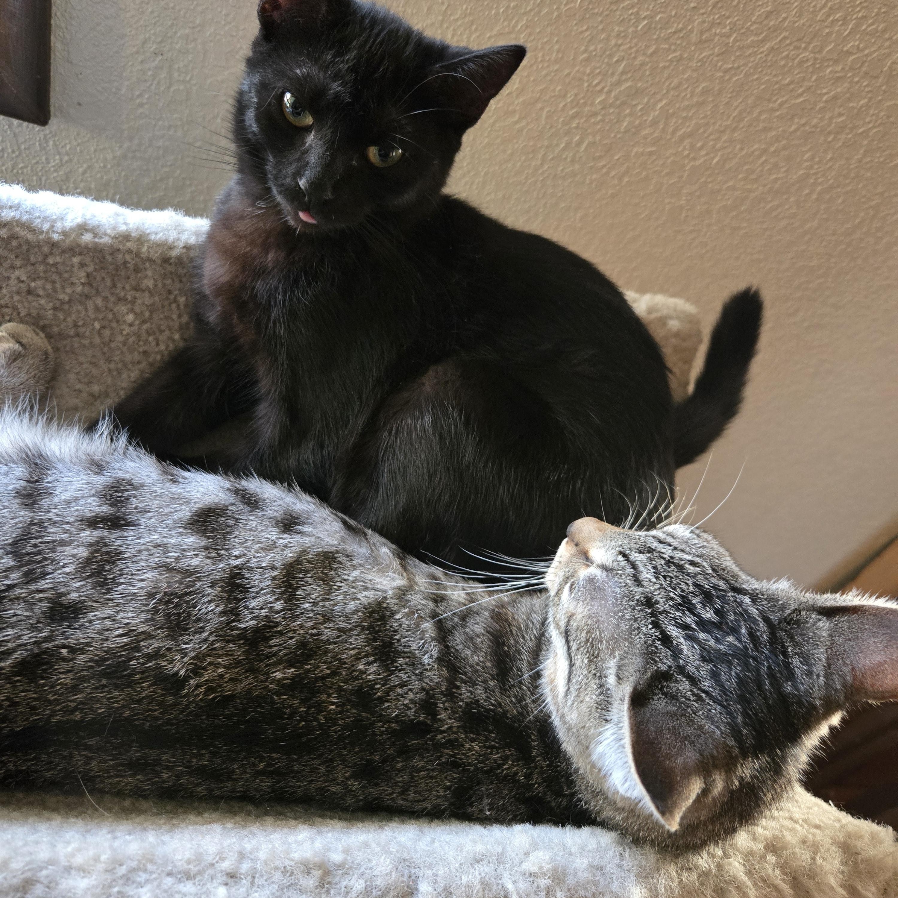 Cookie Cat, a Adoptable Domestic Short Hair in Eugene, OR image 2/3