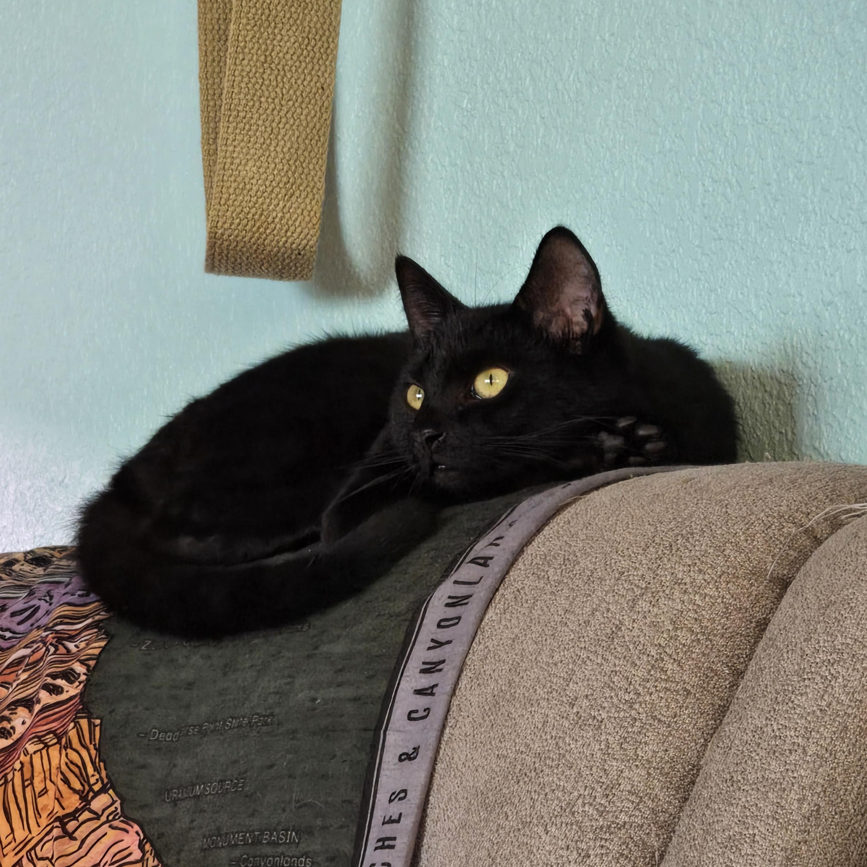 Cookie Cat, Adoptable, Young Female Domestic Short Hair.