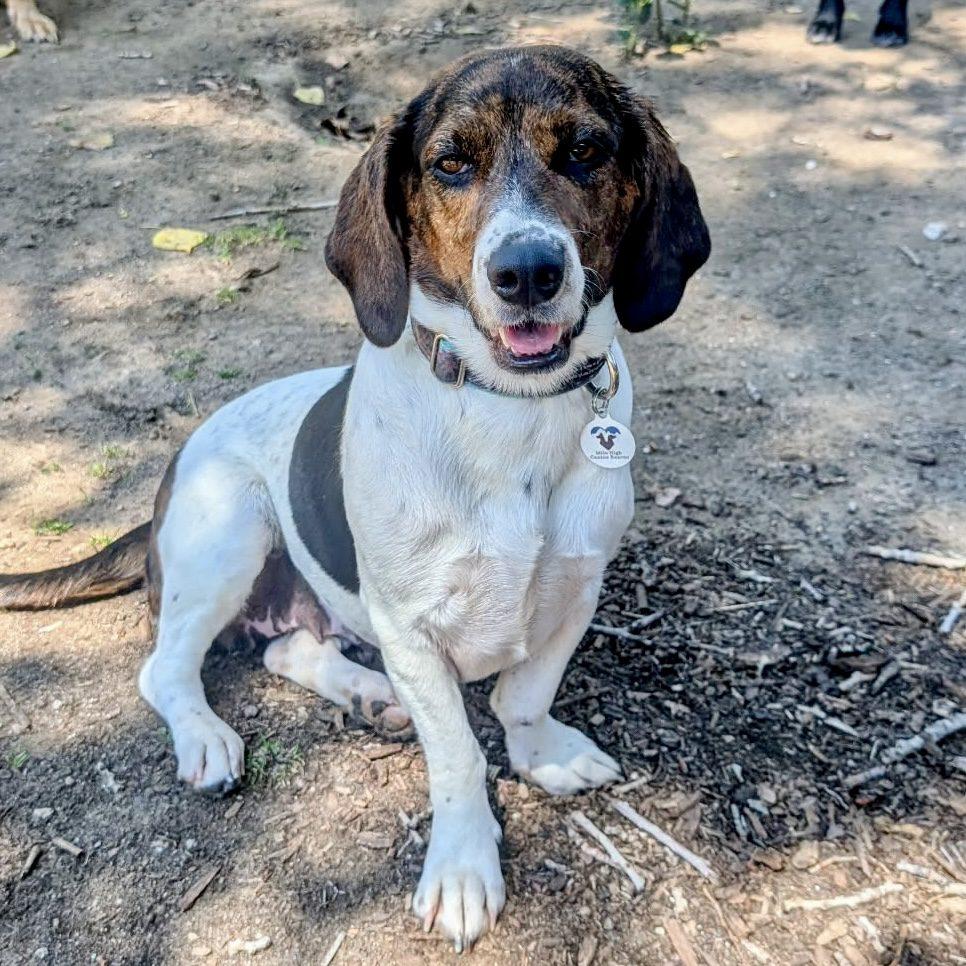 Enlarge Destiny, a ADOPTABLE mixed breed in Mead, CO image 1/3