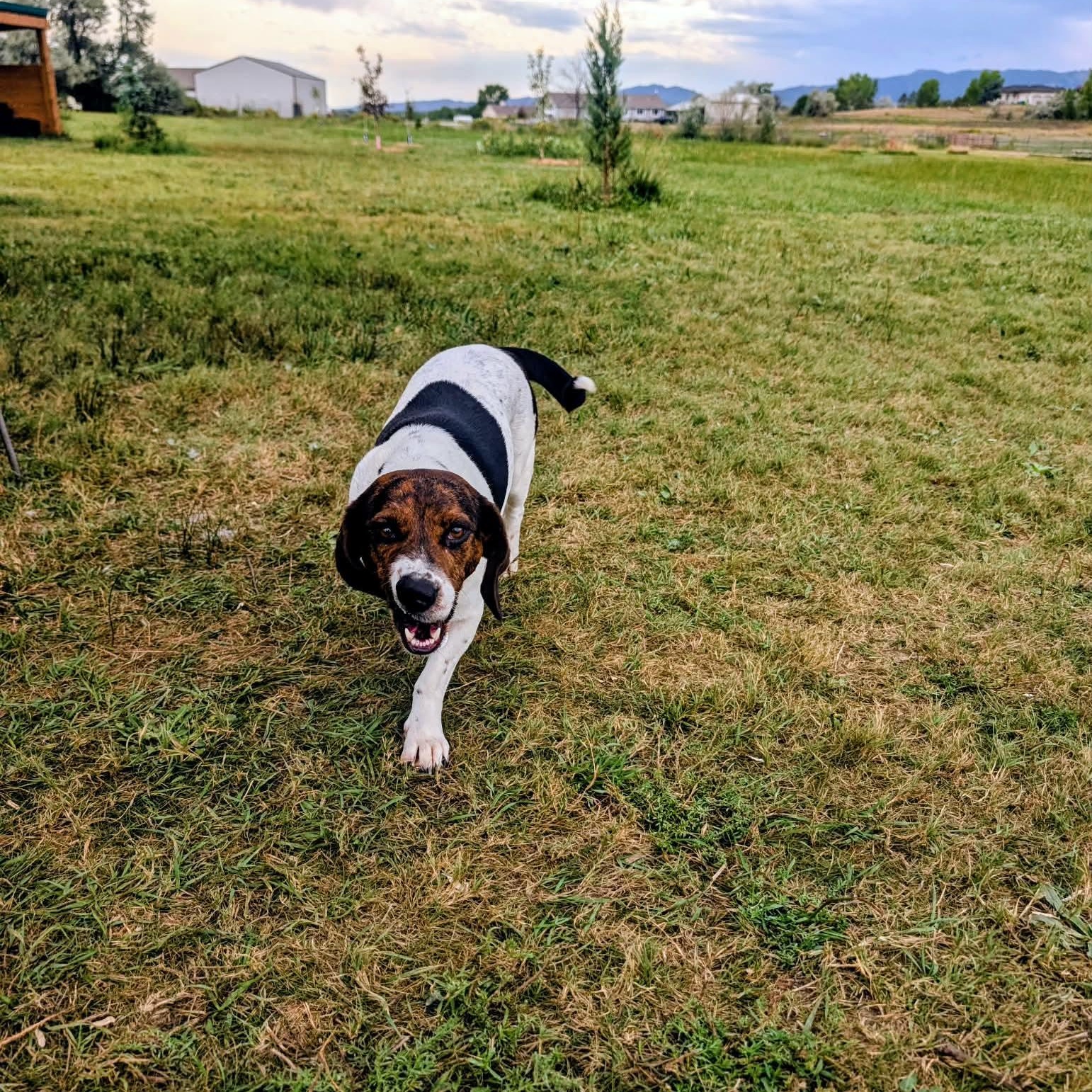 Enlarge Destiny, a ADOPTABLE mixed breed in Mead, CO image 3/3