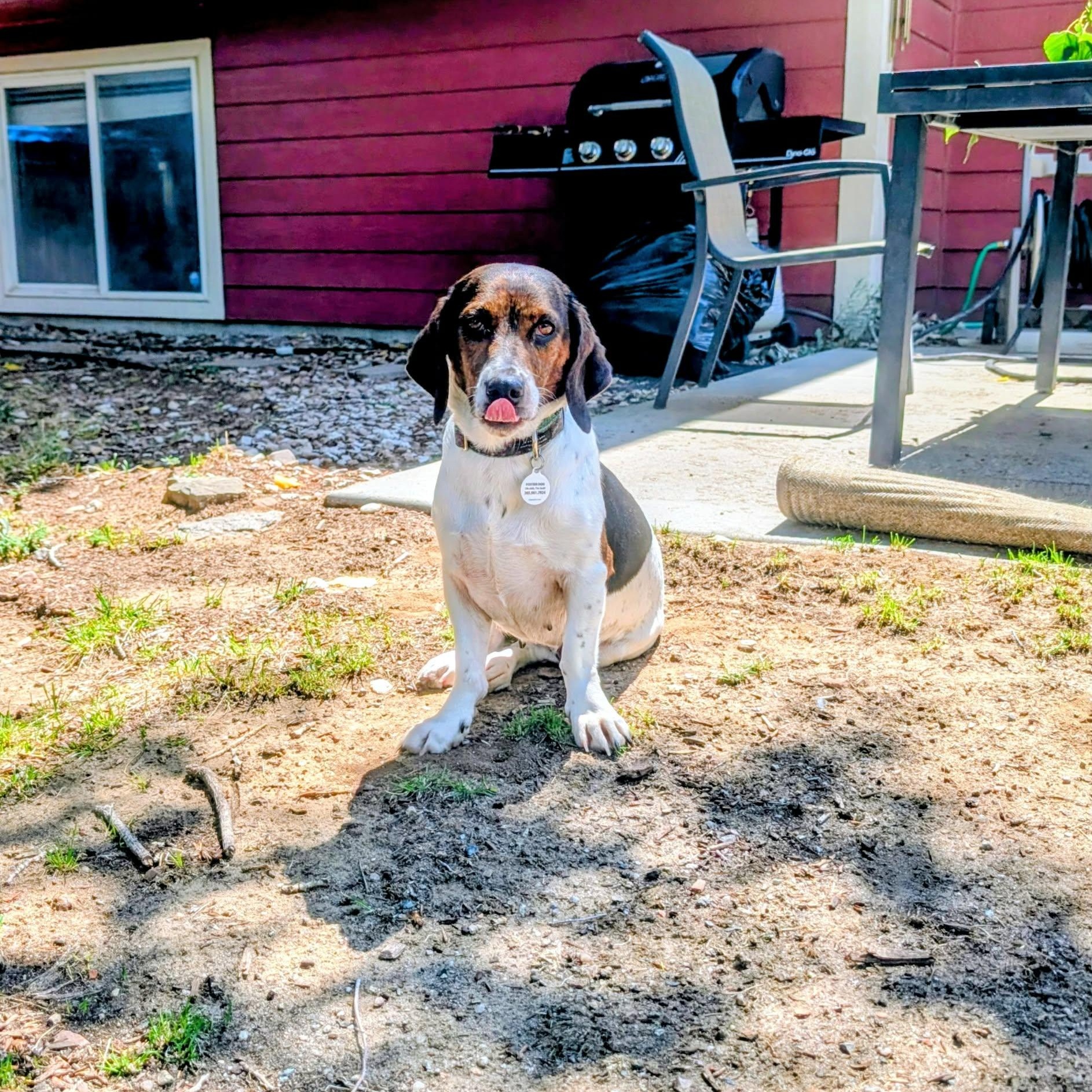 Enlarge Destiny, a ADOPTABLE mixed breed in Mead, CO image 2/3
