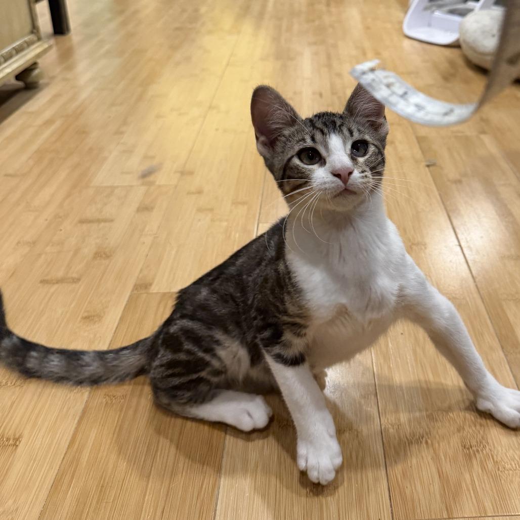 McFlurry — thumbnail 3