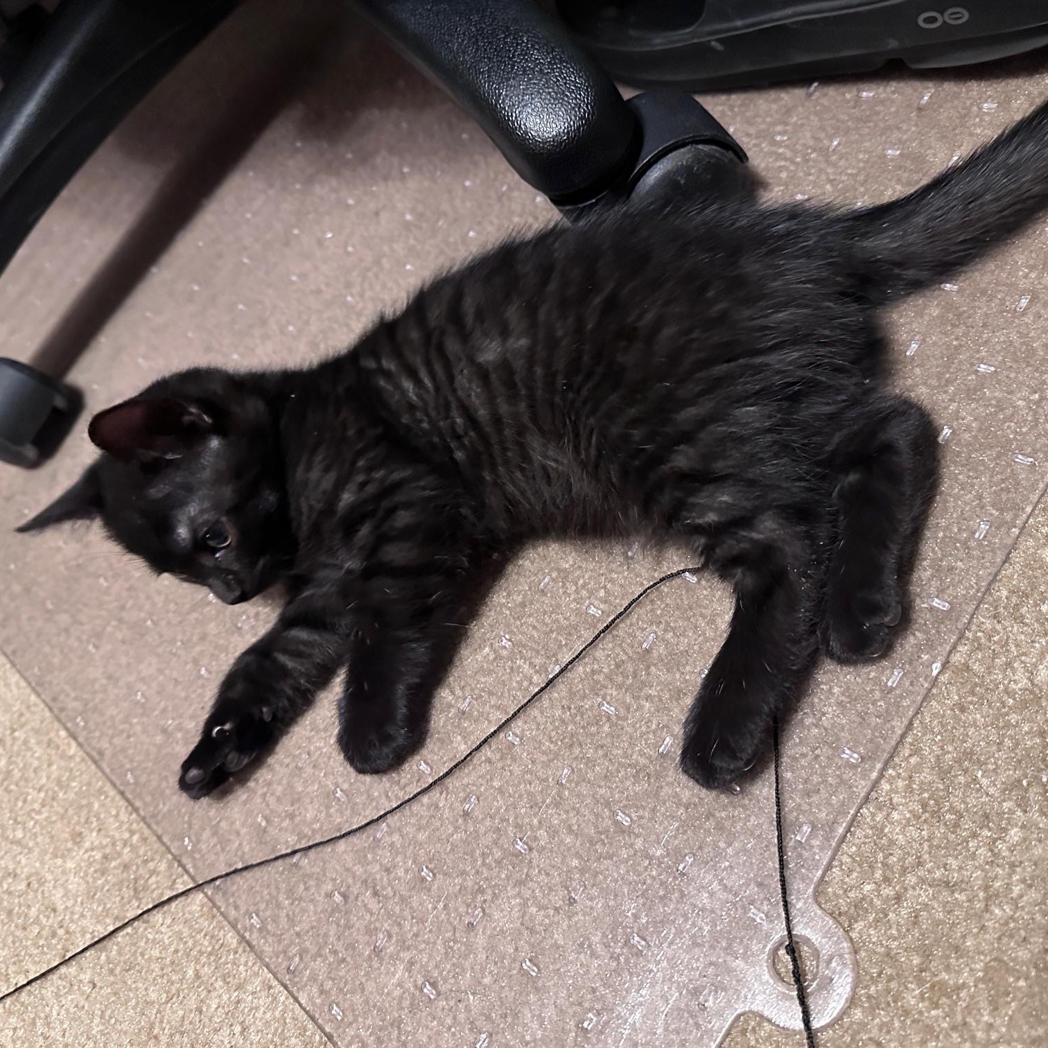 Enlarge Stevie, an adopted Domestic Short Hair in Salisbury, MA image 3/6