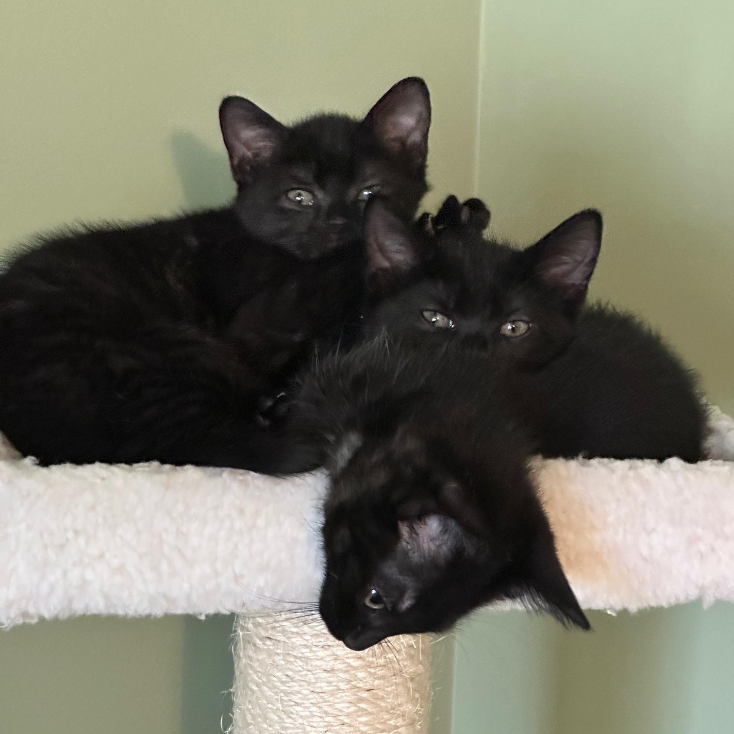 Enlarge Stevie, an adopted Domestic Short Hair in Salisbury, MA image 6/6