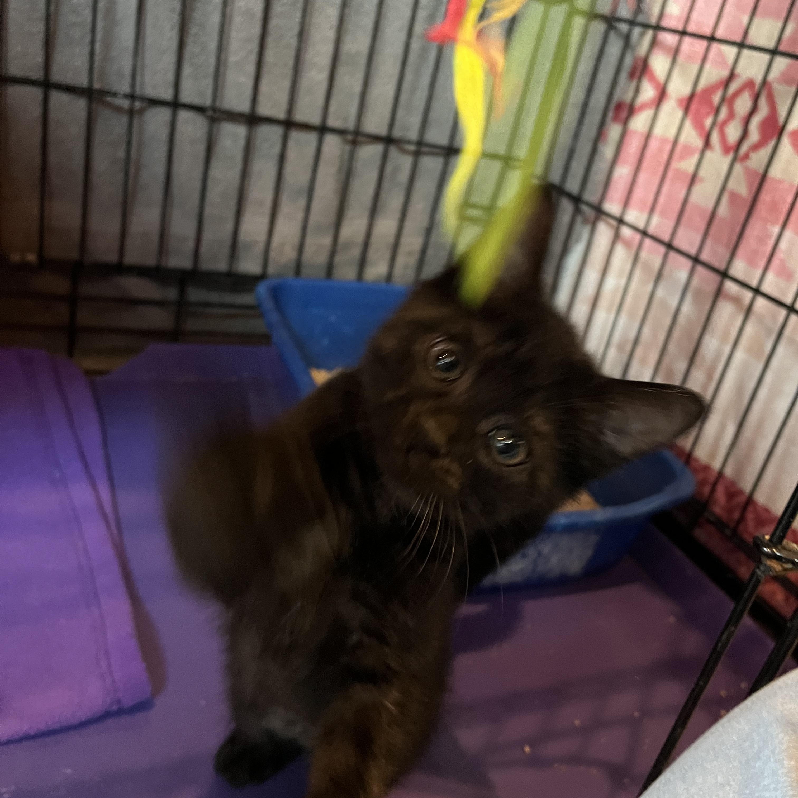 Enlarge Stevie, an adopted Domestic Short Hair in Salisbury, MA image 4/6