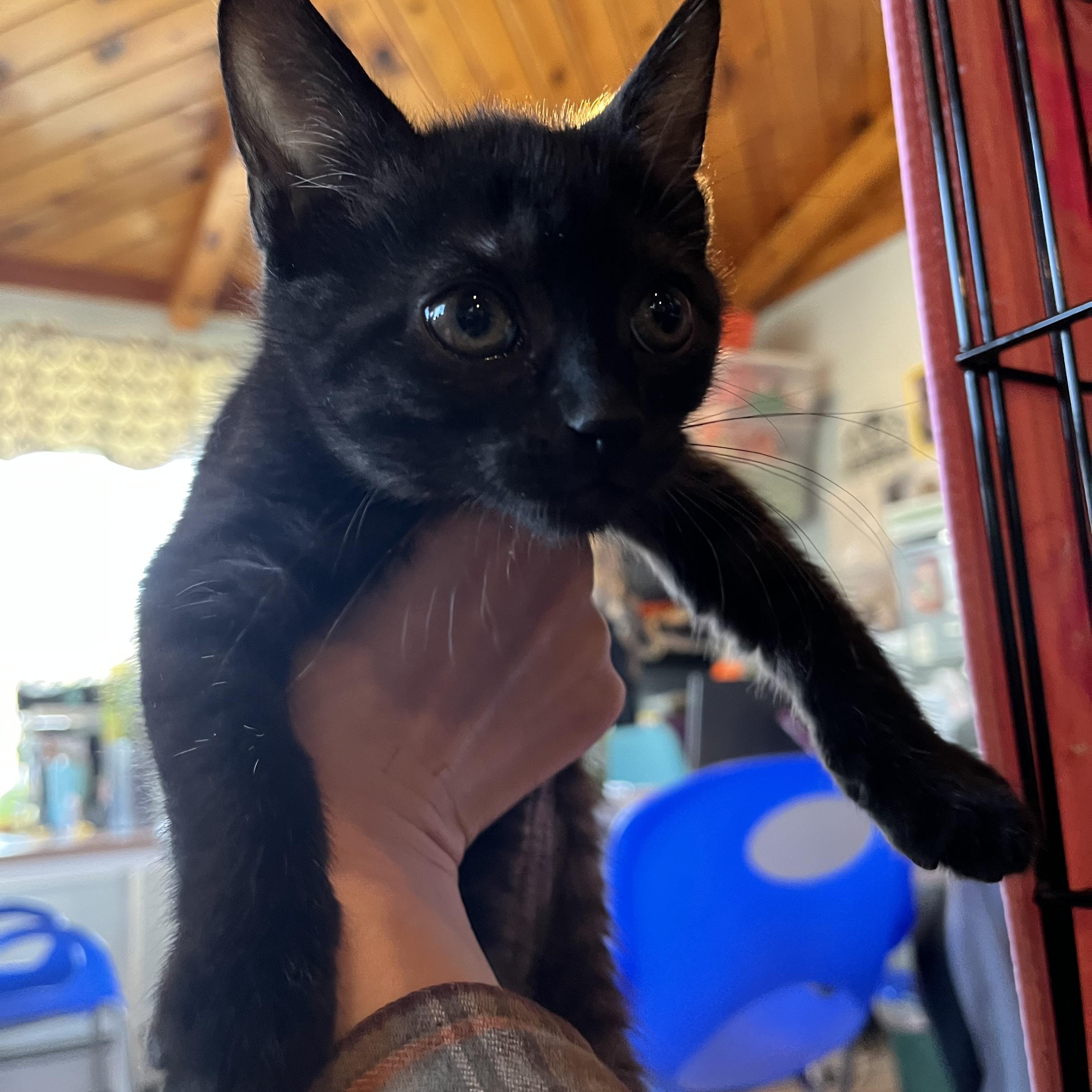 Enlarge Stevie, an adopted Domestic Short Hair in Salisbury, MA image 5/6