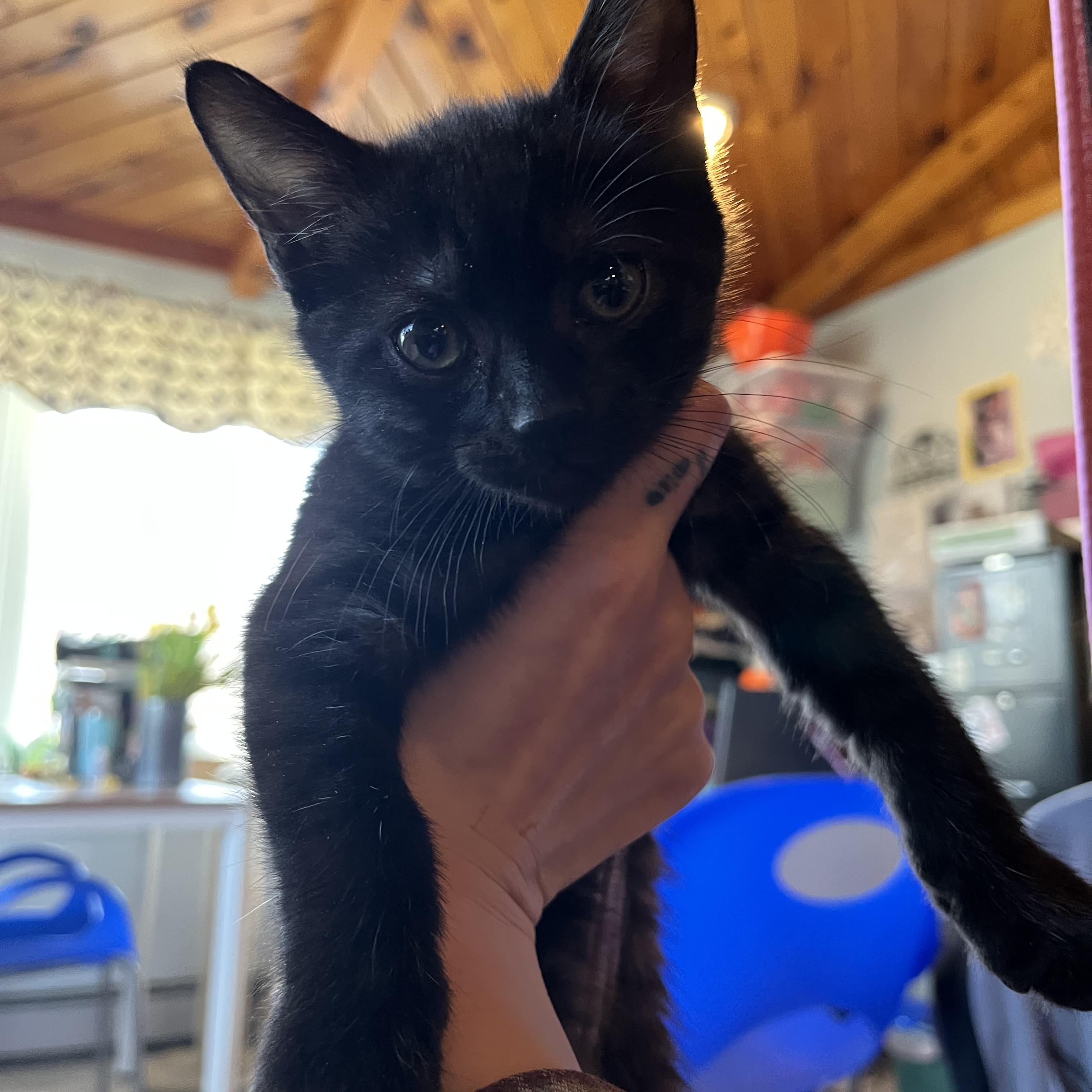 Enlarge Stevie, an adopted Domestic Short Hair in Salisbury, MA image 1/6