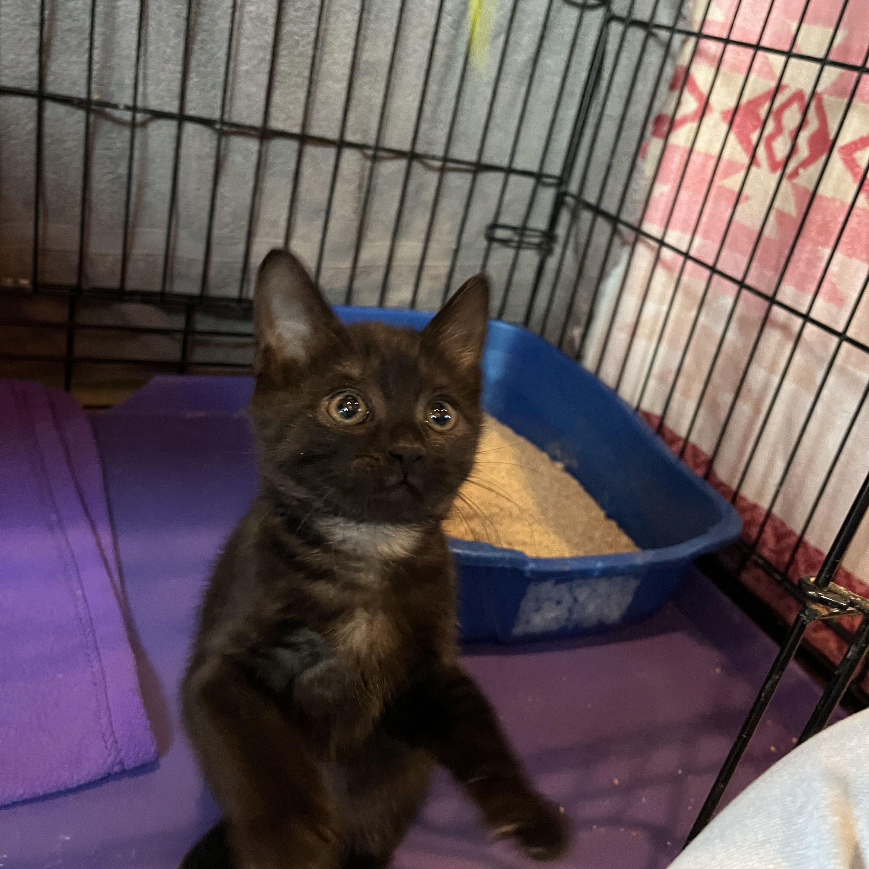 Enlarge Stevie, an adopted Domestic Short Hair in Salisbury, MA image 2/6