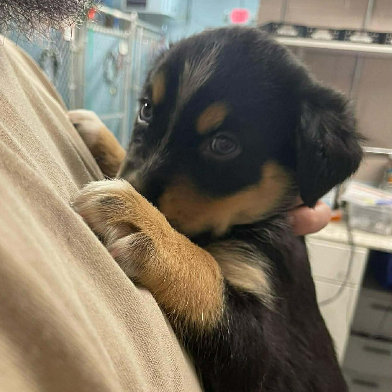 Enlarge Marcie, a Adoptable mixed breed in Colchester, CT image 2/3