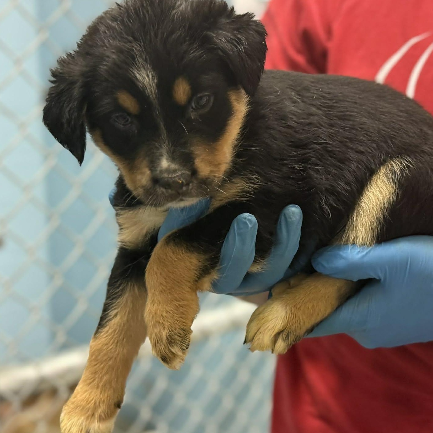 Enlarge Marcie, a Adoptable mixed breed in Colchester, CT image 3/3