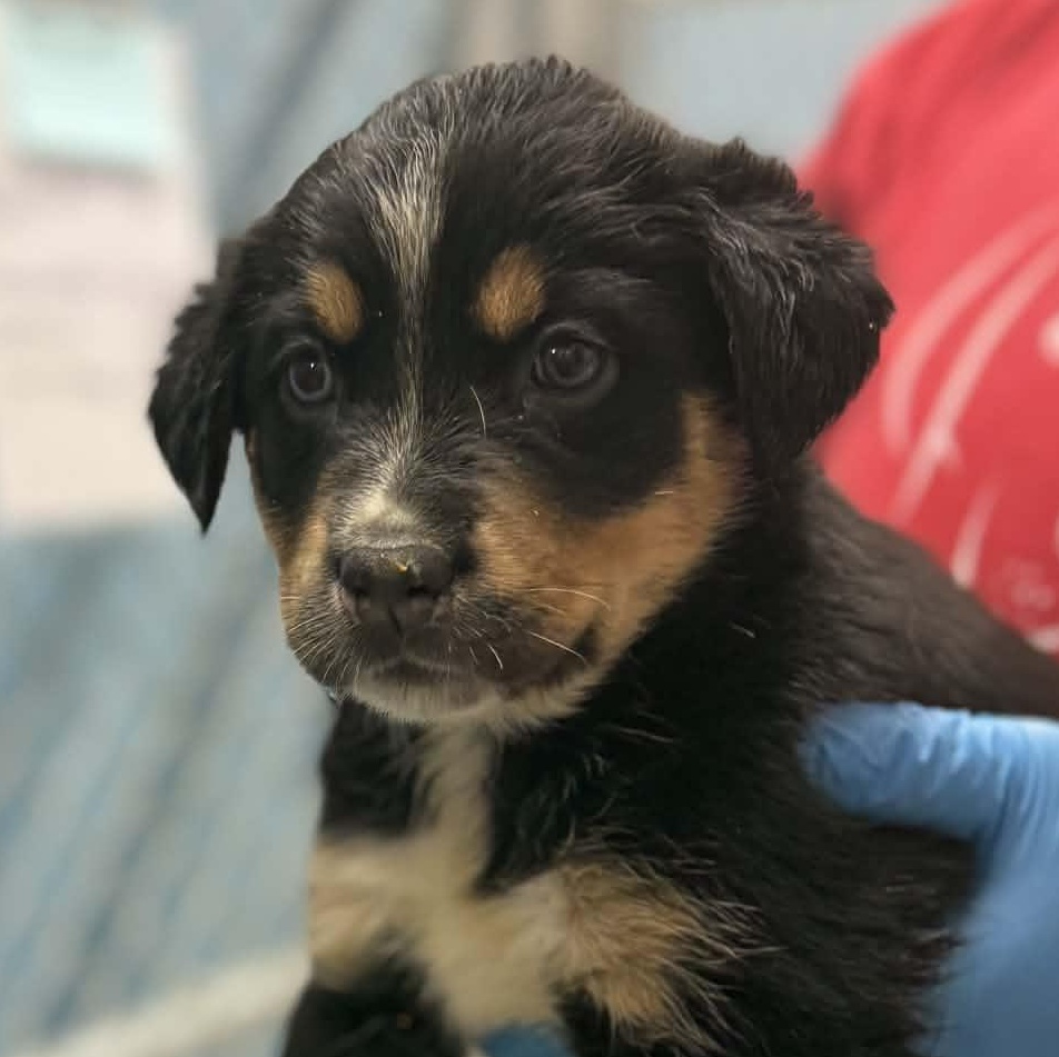 Marcie, Adoptable, Puppy Female Shepherd & Corgi.
