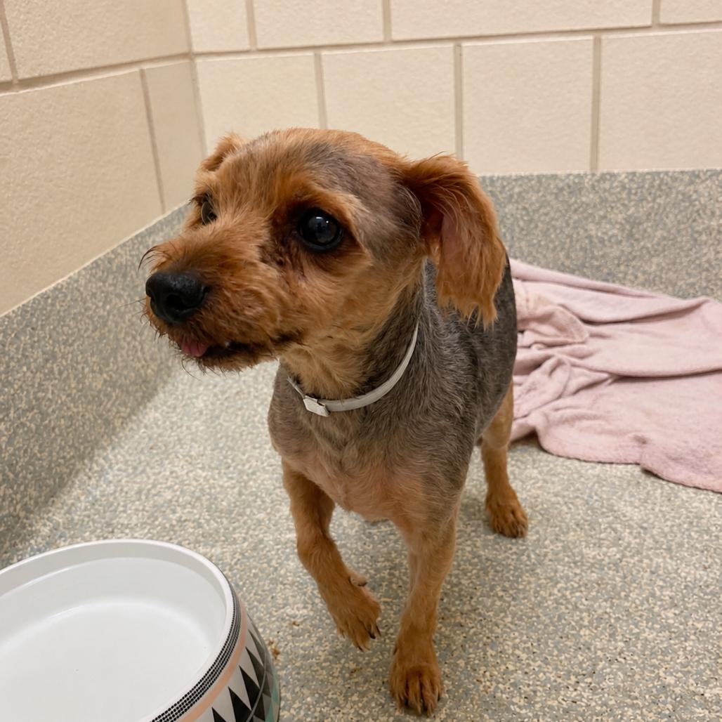 Enlarge Nigel D12333, a Adoptable Yorkshire Terrier in Minneapolis, MN image 2/2