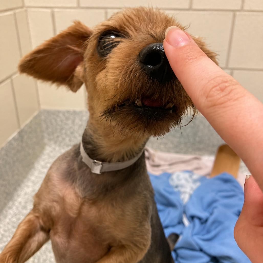Nigel D12333, Adoptable, Adult Male Yorkshire Terrier.