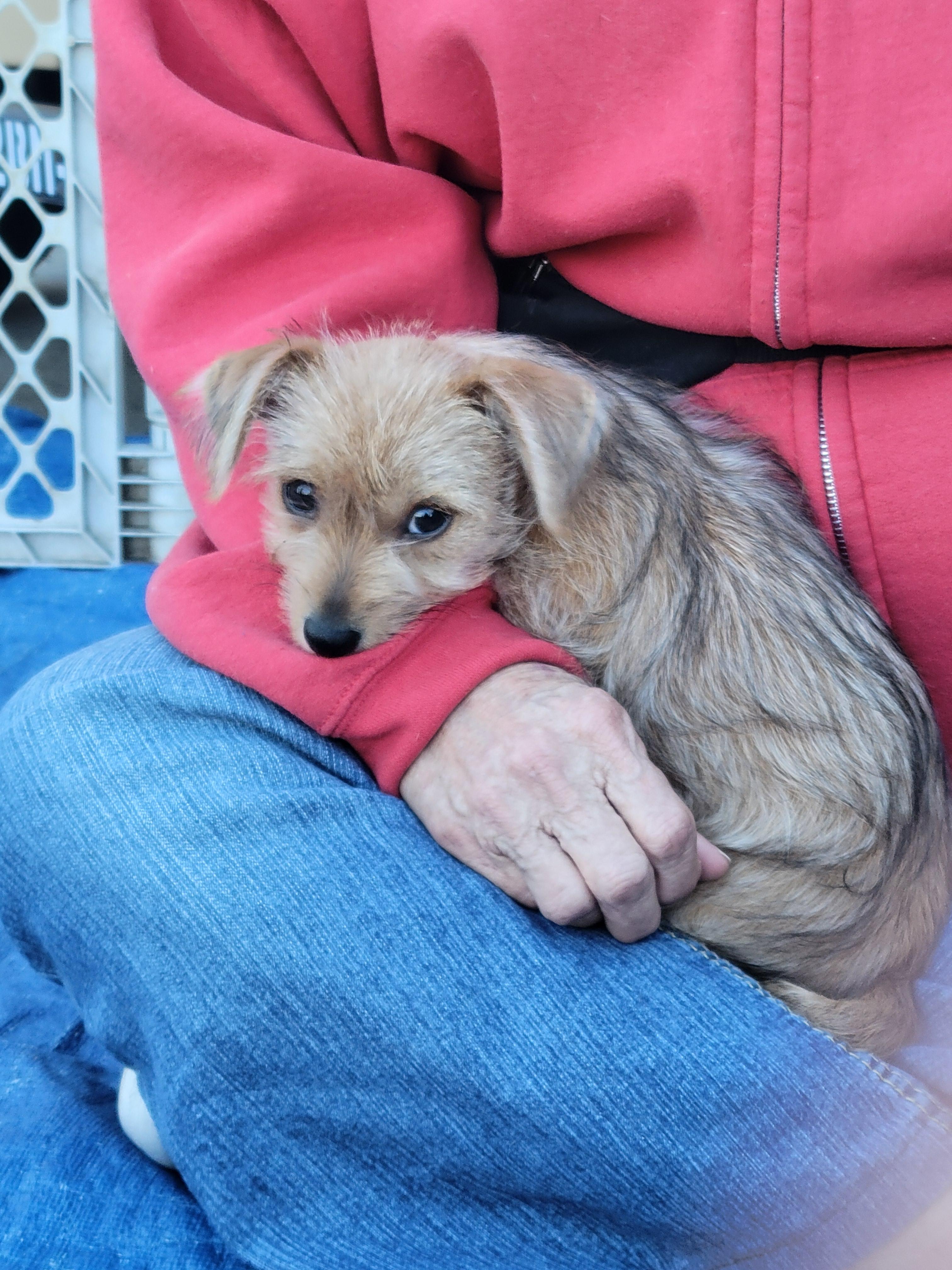 Enlarge Juliette, a Adopted mixed breed in Rocky Mount, NC image 1/2