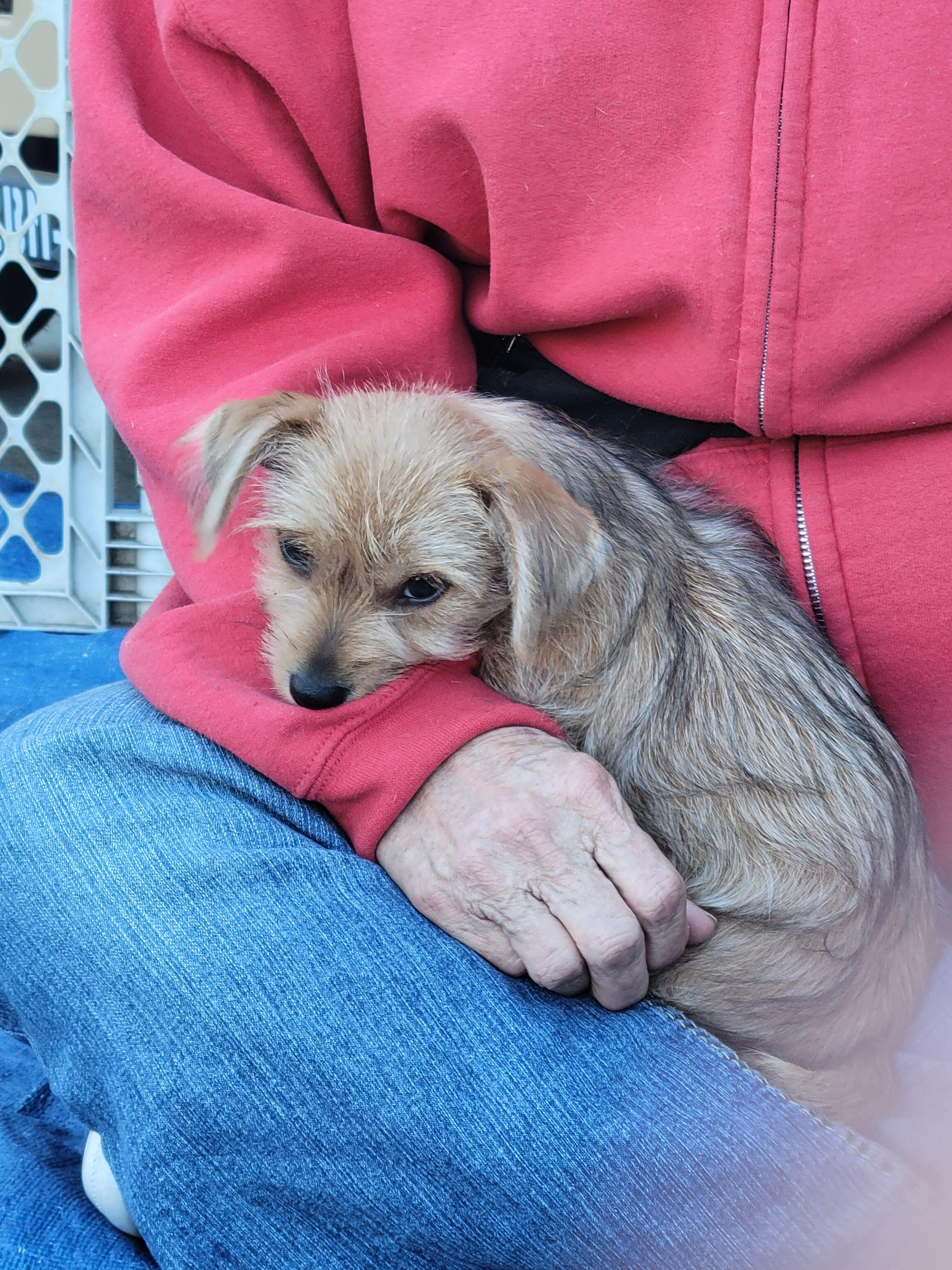 Enlarge Juliette, a Adopted mixed breed in Rocky Mount, NC image 2/2